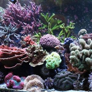 Aquarium Decoratie Kunst Koraal