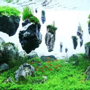 Aquarium Decoratie Avatar