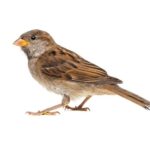 Dieren in de vrije natuur