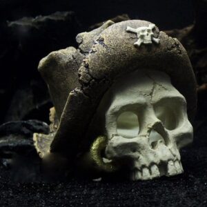 Thema Schedels en Botten