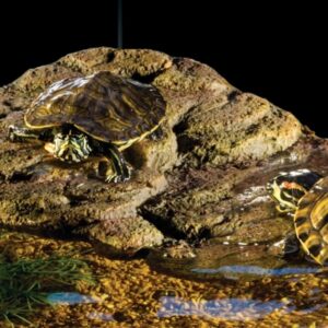 Waterschildpad Eiland