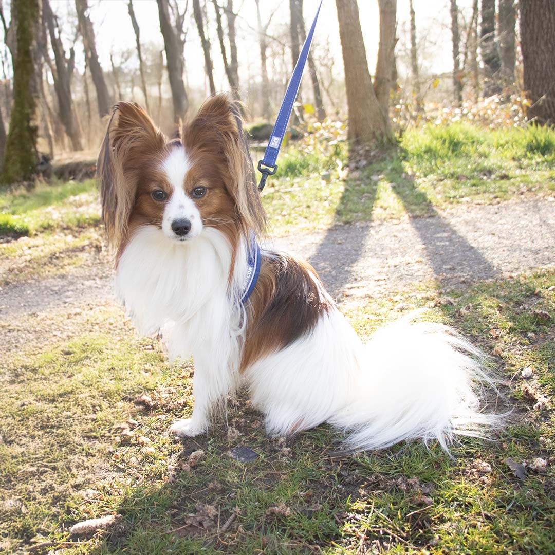 Ultimate fit kleine hond harnas XXXS - 26-30cm blauw - Afbeelding 4