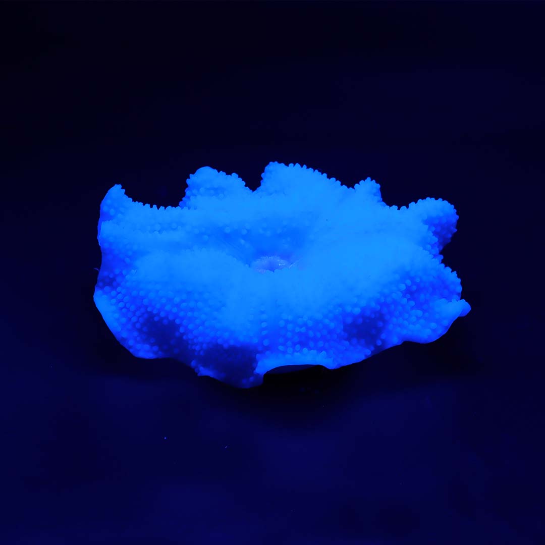 Kunstplant anemoon tapijt 18x16x5cm blauw - Afbeelding 2