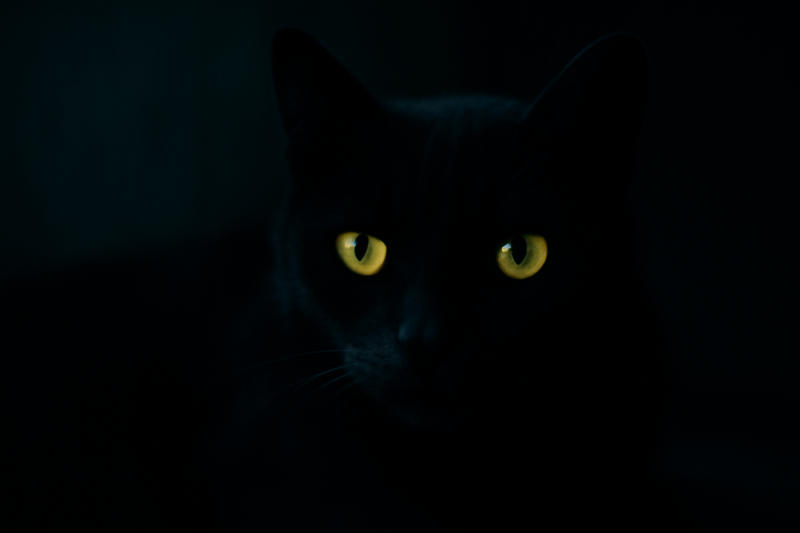 Kattenogen die oplichten in het donker, zichtbaar in een donkere kamer 's nachts